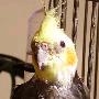 pipigua