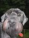 bolsadecuernos