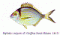 mojarra