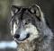 wolfman