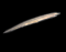 amphioxus
