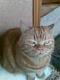 tigris