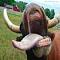 Vacas