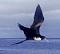 xus