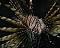 PTEROIS VOLITANS