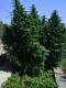 marihuana