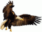 aguila