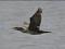 Cormoran