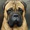 Bullmastiff
