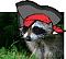 racoon