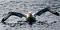 albatrosonce