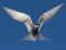 Tern